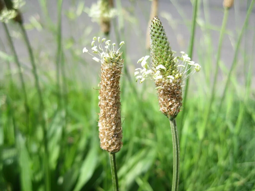 Псилиум подорожника. Подорожник яйцевидный семена. Подорожник Plantago Psyllium. Plantago ovata (подорожник яйцевидный). Семена Plantago ovata.