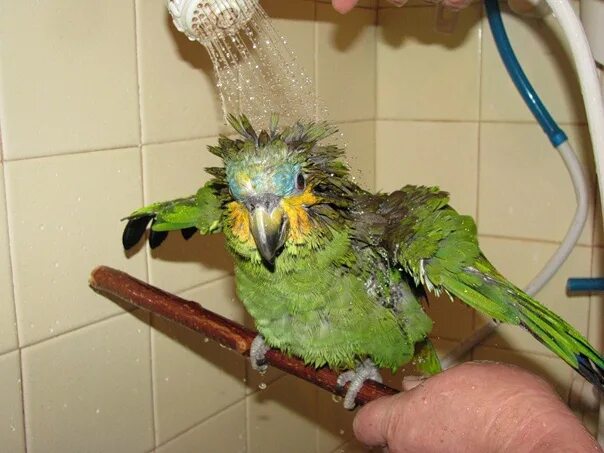 Можно мыть попугаев