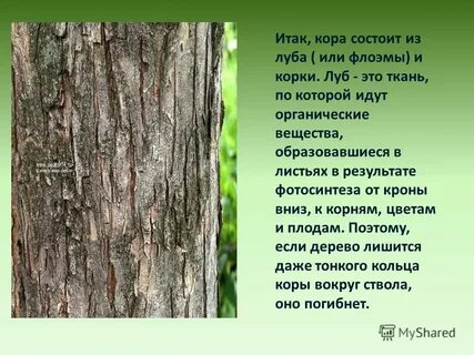 Внутренний слой коры дерева