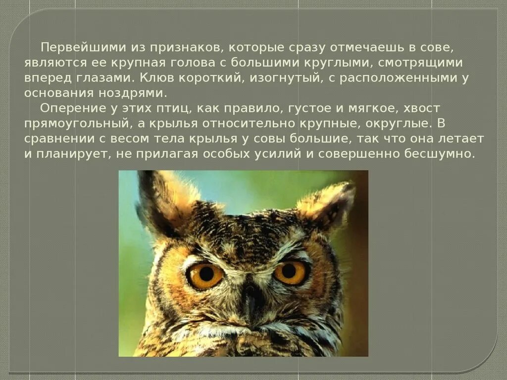 Сова для презентации. Разновидности сов. Признаки Совы. Сова интересные факты для детей коротко. Некоторые ученые считают что совы видят