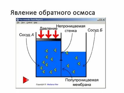 Что означает слово осмос