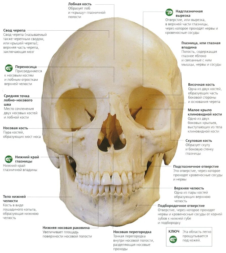 Кости лицевого черепа анатомия. Череп строение анатомия кости. Череп кость анатомия человека. Грушевидное отверстие лицевого скелета. Глазная впадина 6 букв