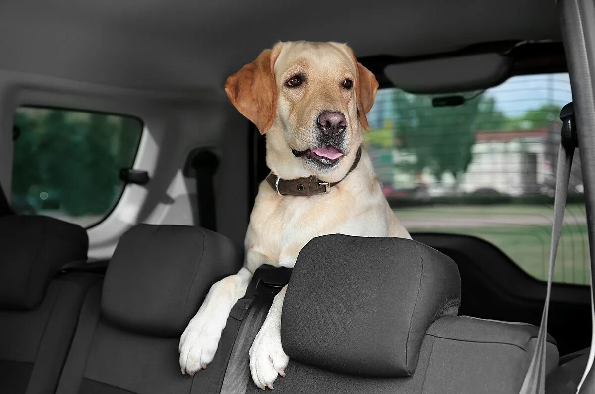 Машинки для собак рейтинг. Лабрадор в машине. Собака на заднем сидении. Лабрадор ретривер в машине. Собака за рулем.