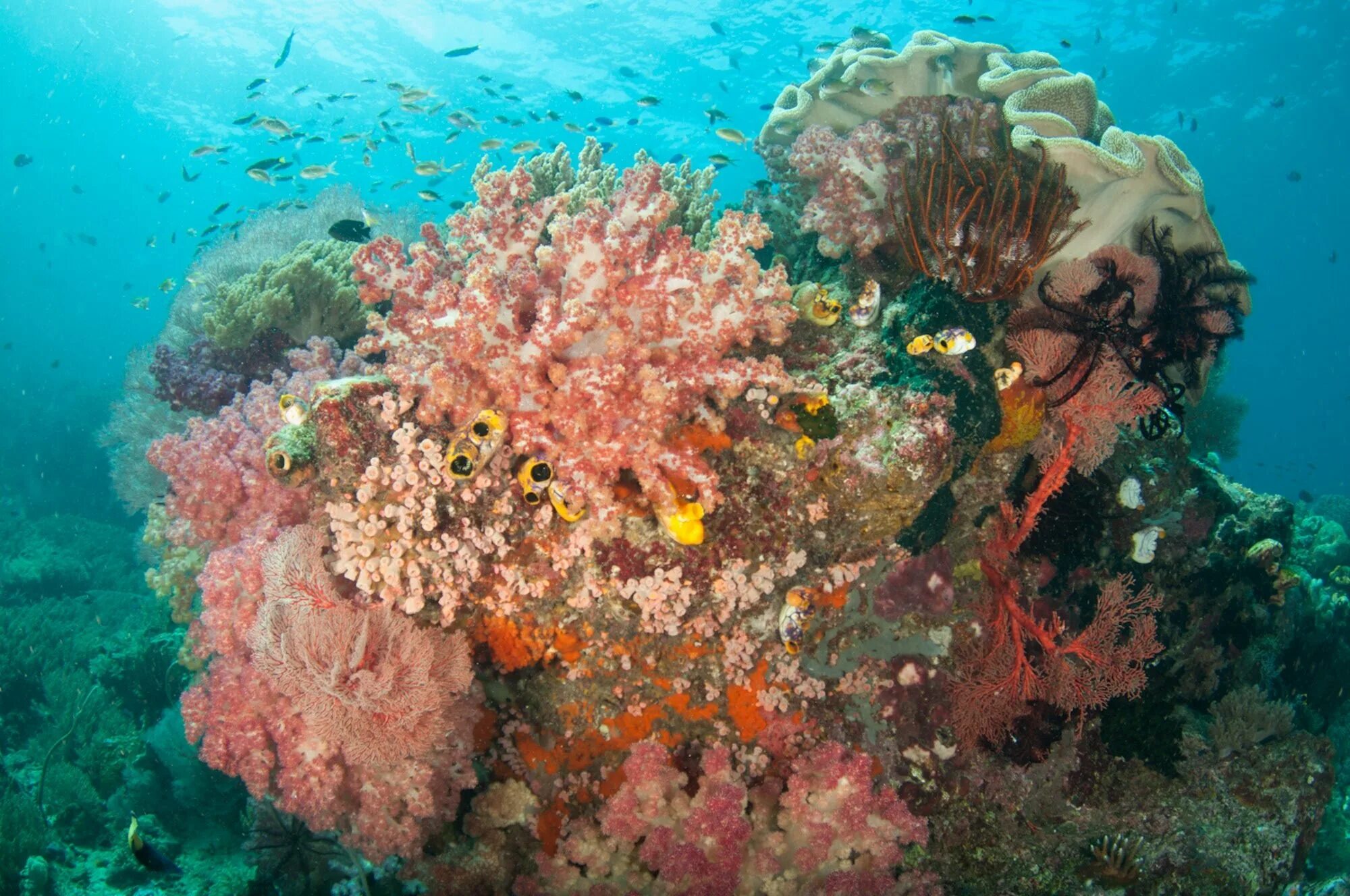 Коралловые рифы являются. Коралловый риф Раджа-Ампат. Коралловые рифы Монерон. Рифы Тихого океана. Остров сент Джонс красное море.