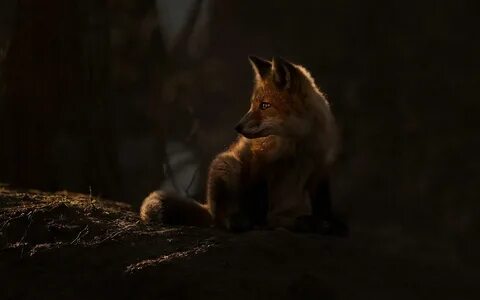 Cute Animals, Kitsune, Fox Artwork, Animal Tails, Foxes Photography, Grey F...