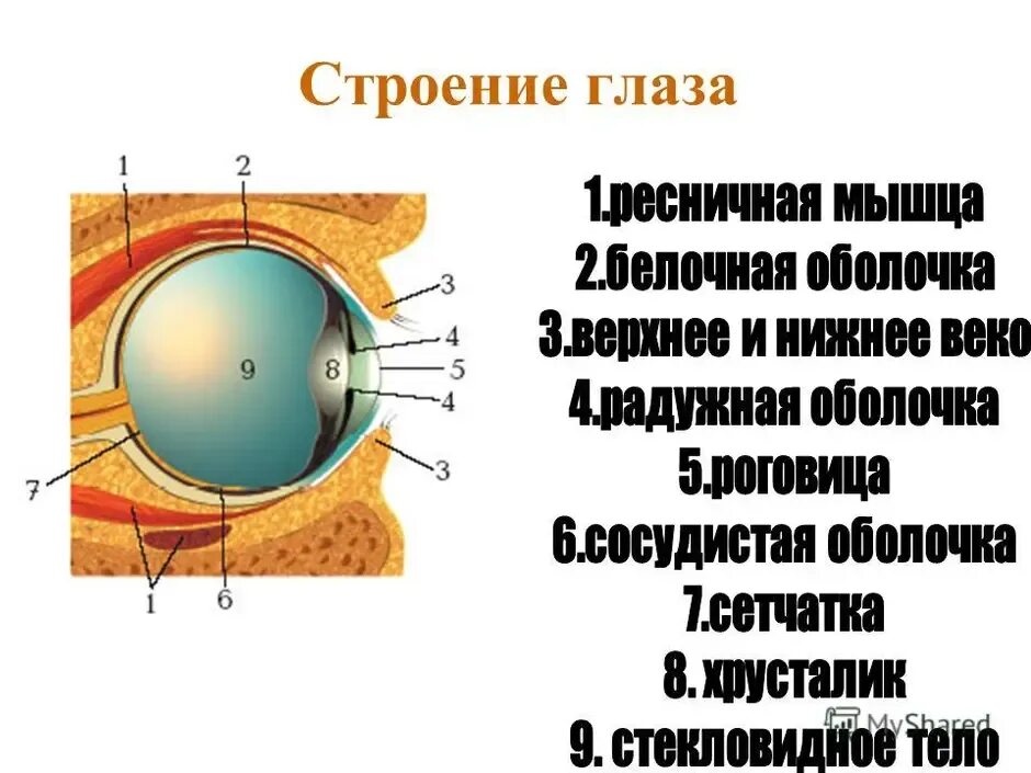 Белочная оболочка глаза человека. Глаз мышцы глаза белочная оболочка. Строение глаза цилиарная мышца. Строение человеческого глаза. Ресничная мышца глаза.