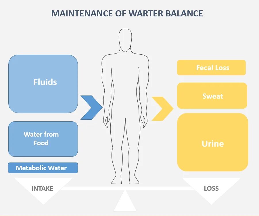 Доступный баланс. Баланс организма. Водный баланс в организме. Баланс тела. Water Balance in the body.