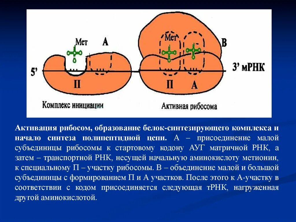 Какую функцию выполняют рибосомы рнк. Субъединицы рнк. белки малой субъединицы рибосом. образование активного центра рибосомы. рибосома процесс.