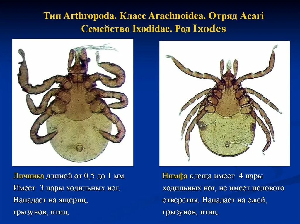 Три пары ног у. Имаго клеща таёжного (Ixodes persulcatus). Личинка клеща Ixodes. Имаго иксодового клеща строение. Личинка клеща таёжного (Ixodes persulcatus).