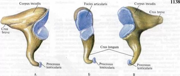 Строение уха молоточек наковальня. Наковальня структура. Среднее ухо молоточек наковальня и стремечко. Строение уха стремечко наковальня. Молоточек наковальня стремечко функции.