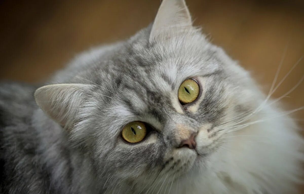 Кошки бело серого окраса. Сибирская длинношерстная кошка белая. Серый кот с желтыми глазами. Кошка светло серая пушистая. Серая пушистая кошка.