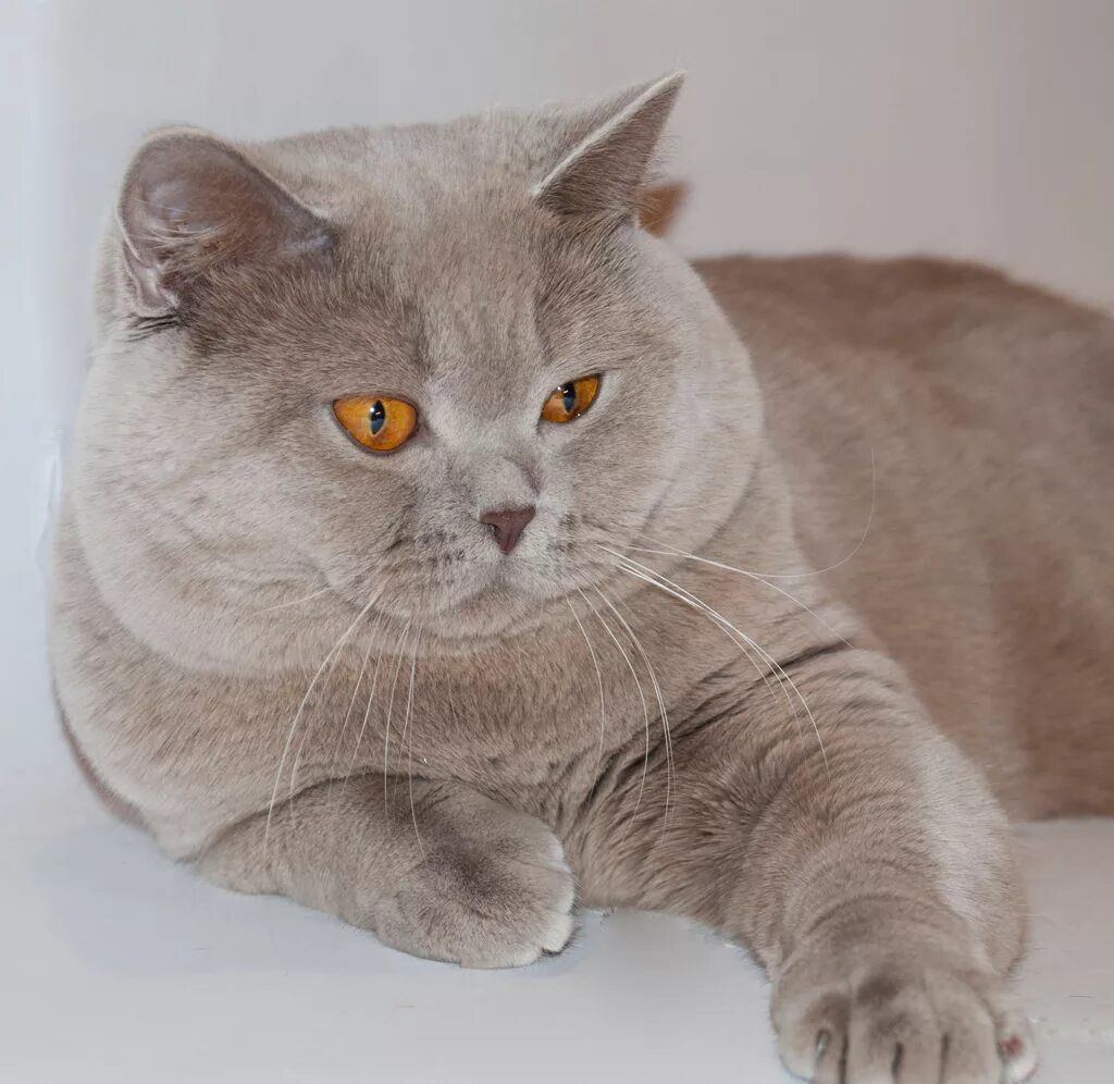 британский лиловый кот. лиловый британец. британский лиловый кот. кот британец лиловый окрас. британский кот лиловый биколор.