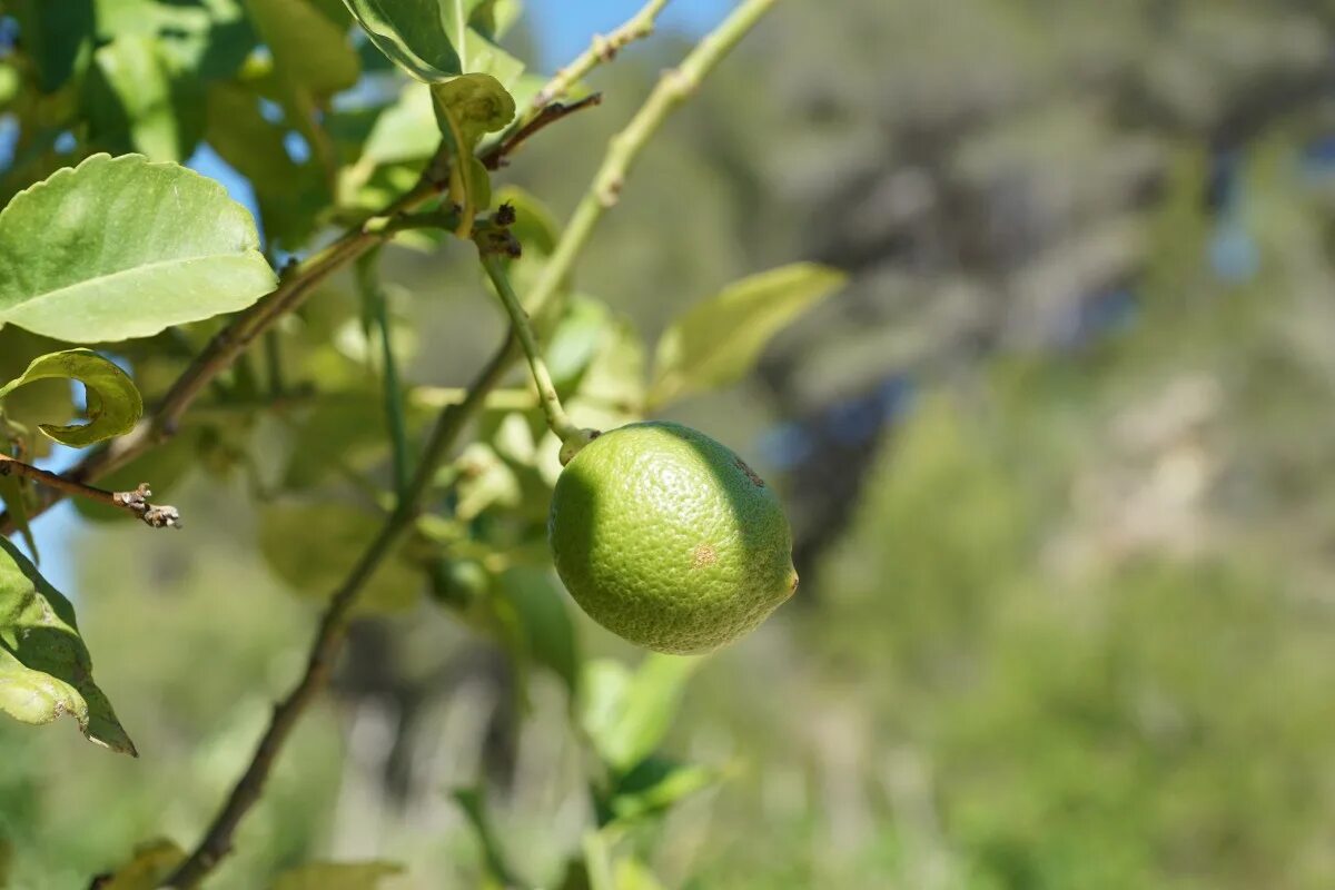 Free Images : apple, branch, flower, food, produce, flora, liqueur, flowering pl