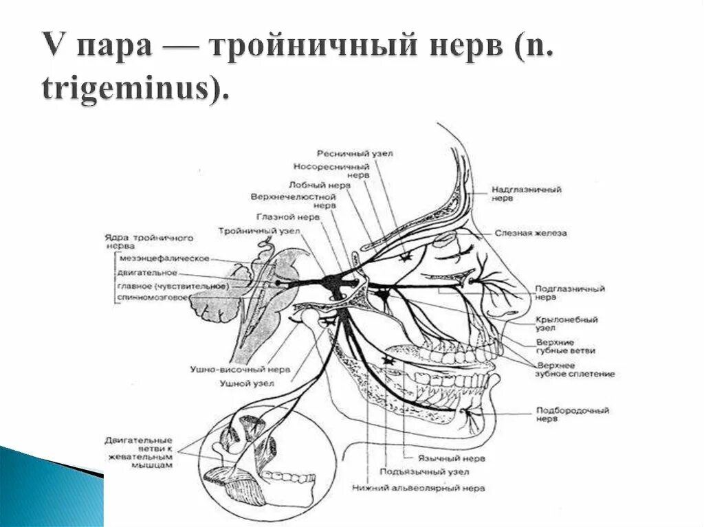 Тройничный черепной нерв. Схема ветвей черепных нервов. Анатомия 5 пары черепных нервов. Схемы хода черепных нервов. 5 Пара черепных нервов ветви.