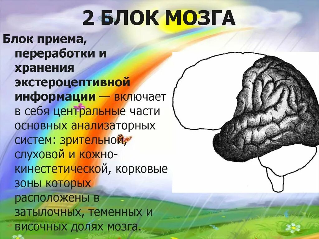 Нарушения блоков мозга. Блоки мозга нейропсихология. Второй блок мозга. 2 Блок мозга нейропсихология. 3 Блока мозга.