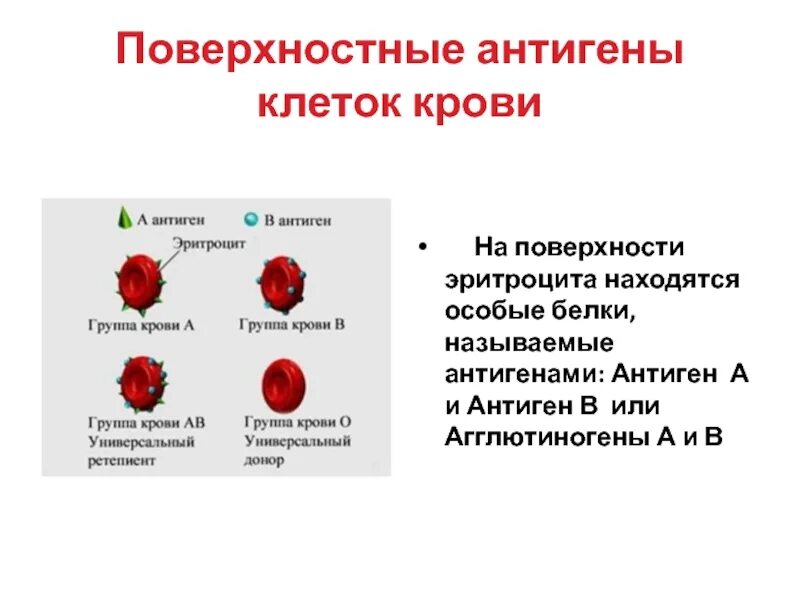 Тканевая совместимость и переливание крови 8 класс. Антигены на поверхности эритроцитов. Белок антиген на поверхности эритроцитов. Антигены это белки на поверхности эритроцитов.