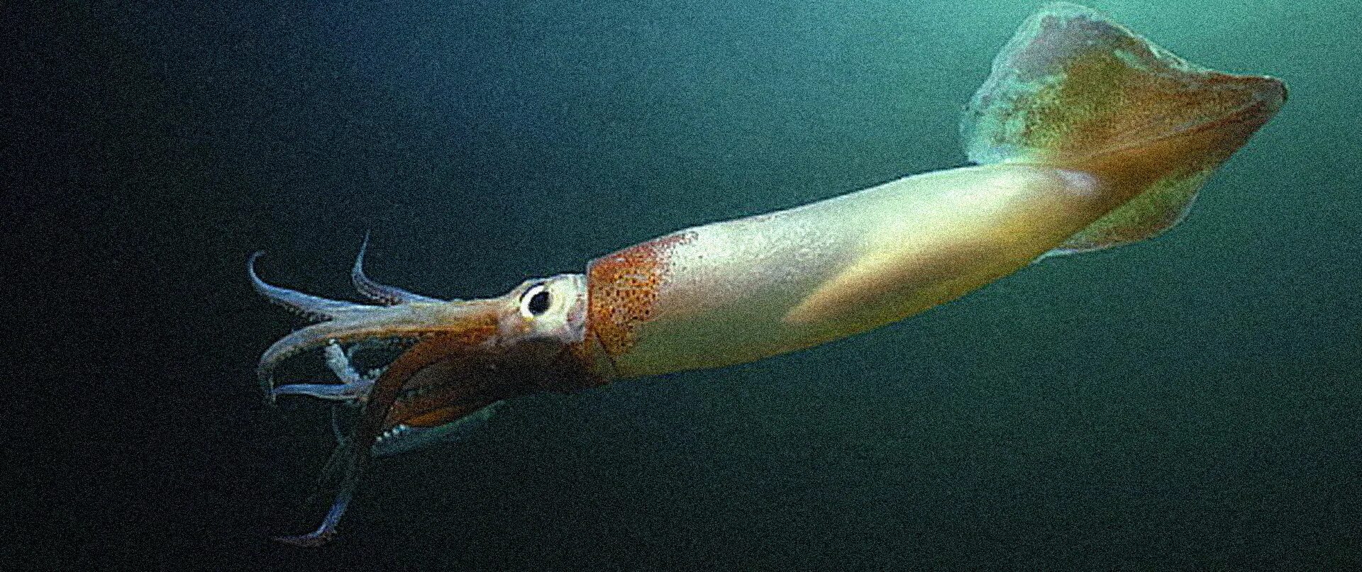 Аргентинский кальмар Illex Argentinus. Командорский кальмар живой. Тихоокеанский кальмар. Кальмар в воде. Известно что обыкновенный кальмар десятиногий головоногий моллюск