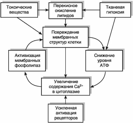 Патогенез повреждения. Патогенез гипоксического повреждения клетки. Схема патогенеза повреждения клетки. Патогенез повреждения клеток при гипоксии. Схема патогенеза повреждения клетки патофизиология.