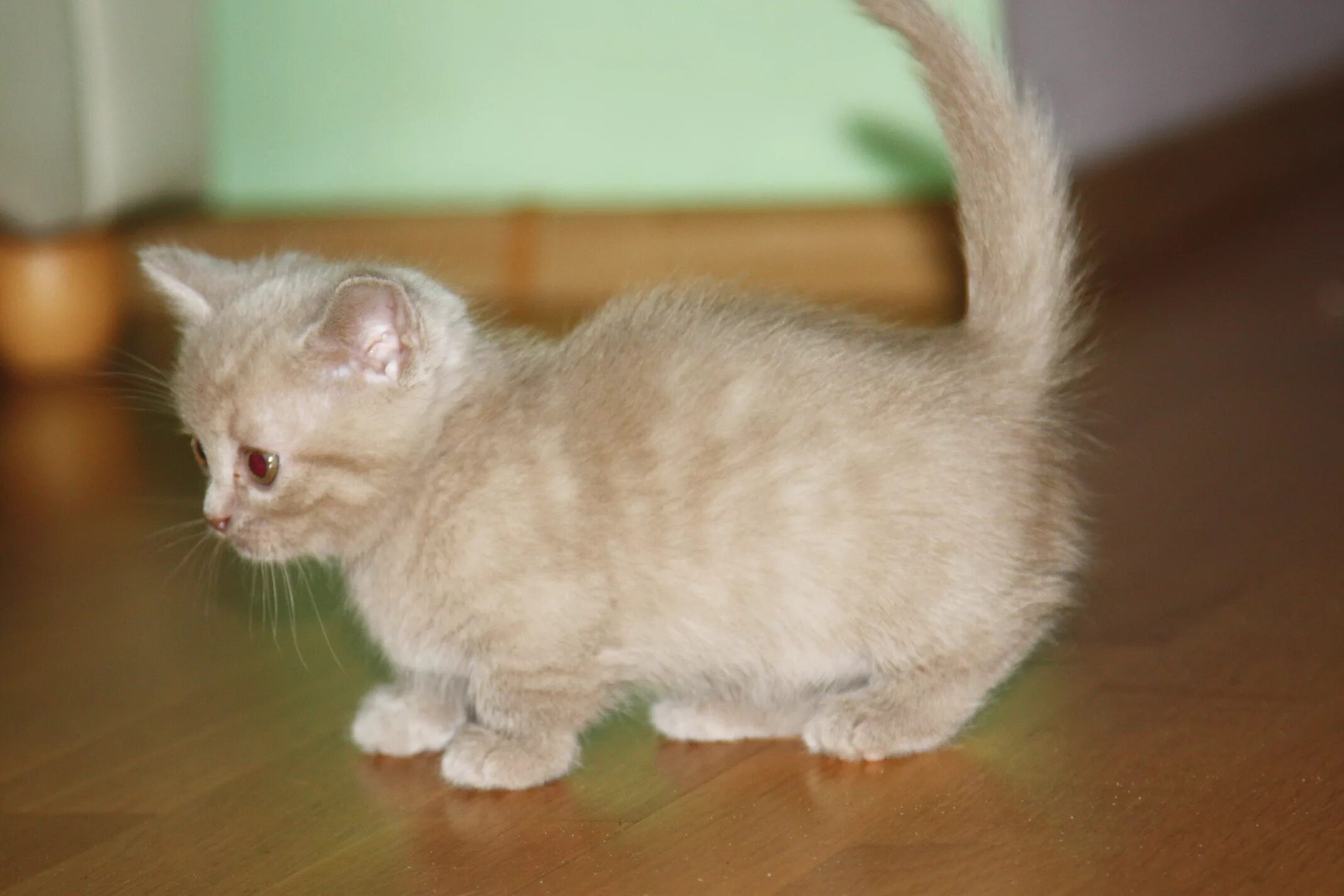 Кошки которые не растут