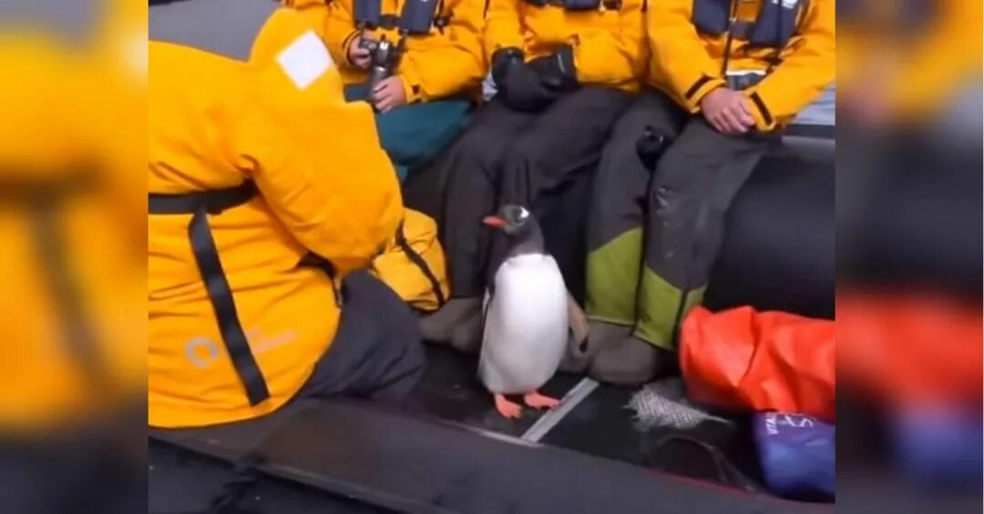 Пингвин спасся в лодке