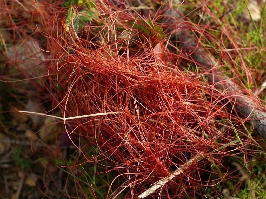 Повилика (Cuscuta). Повилика растение паразит. Сорняк паразит повилика. Повилика тимьяновая.