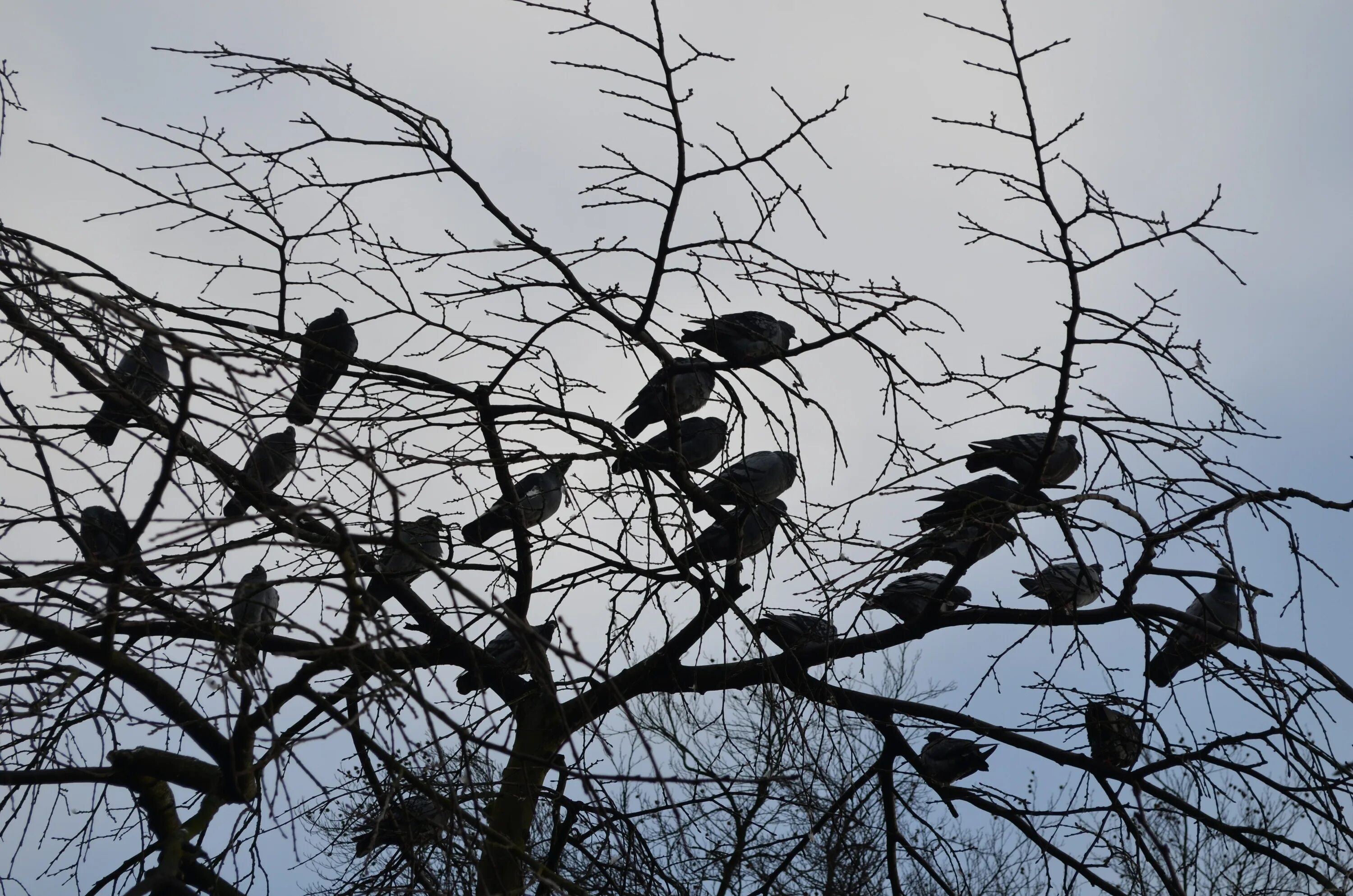 Где зимой вороны. Птицы на дереве. Вороны на дереве. Вороны на дереве зимой. Много птиц на ветке.