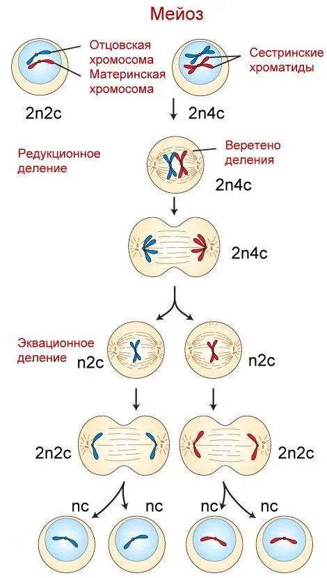 Деление мейоза набор хромосом. Схема мейоза 2n 2. Мейоз фазы деления схема. Мейоз схема с набором хромосом.