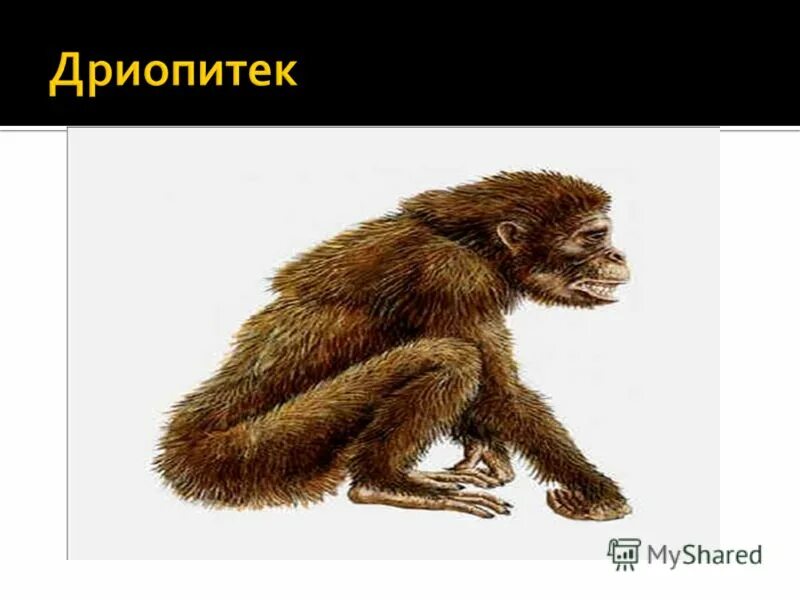 Дриопитек характеристика. Жизнь дриопитеков. Дриопитек прямохождение. Вес дриопитека. Дриопитек место обитания образ жизни.