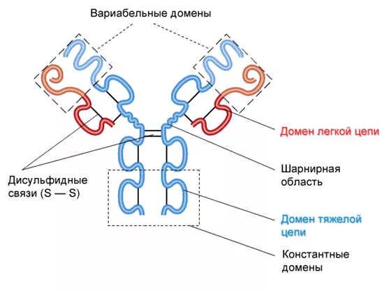 Молекула иммуноглобулина g домены. Доменная структура антител. Иммунология структура иммуноглобулина g. Структура молекулы иммуноглобулина домены. Домены антител