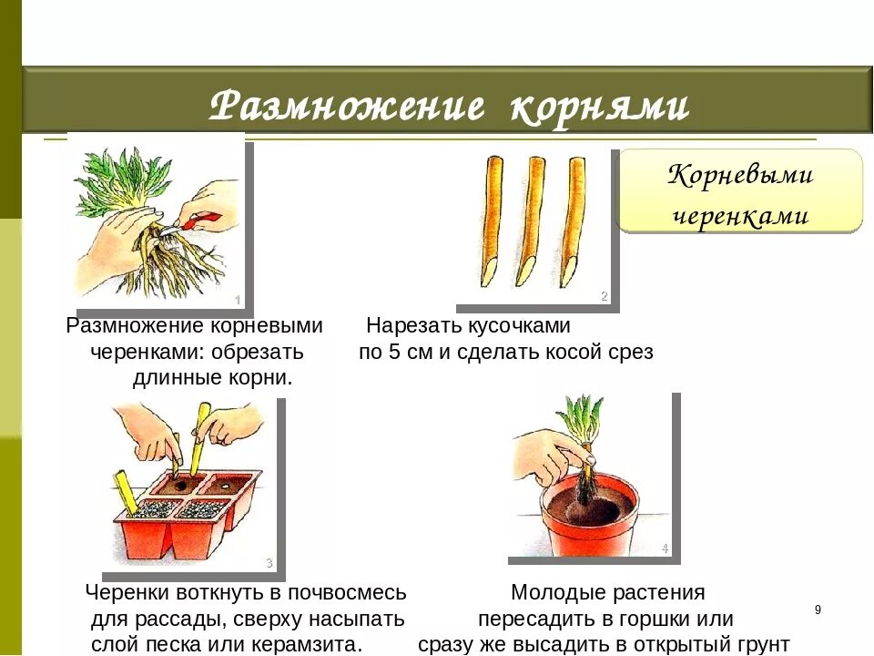 Вегетативное размножение корневыми черенками. Способ вегетативного размножения растений корневищами. Стеблевые черенки вегетативное размножение. Корень способ вегетативного размножения. При вегетативном размножении используются