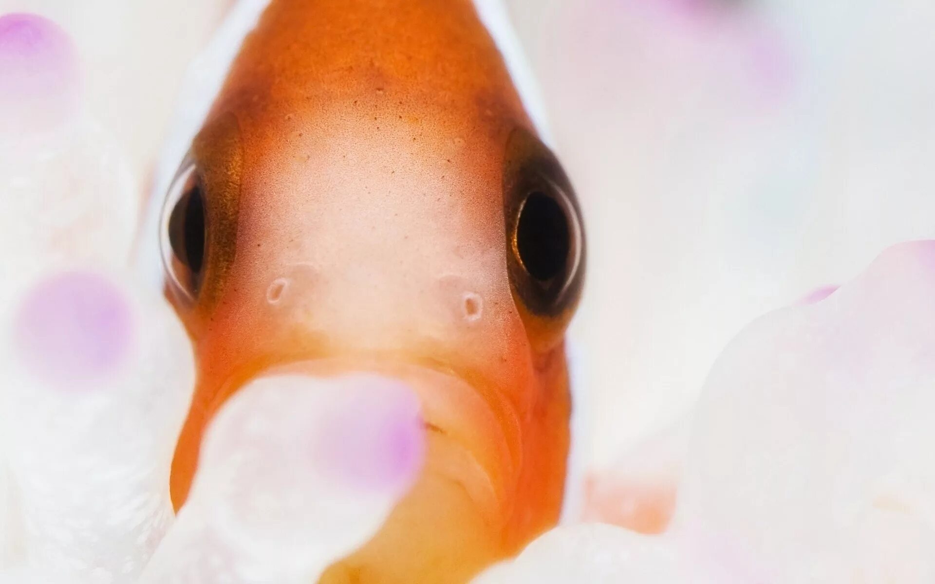 Глазки рыбок. Глаз рыбы. Рыба с выпученными глазами. Рыба с вытаращенными глазами. Рыба клоун макро.