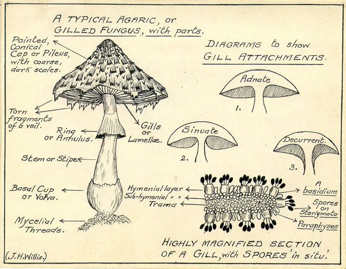 Gill у грибов. Fungi схема\. Mushroom structure. Армиллярия схема. Mushroom глагол