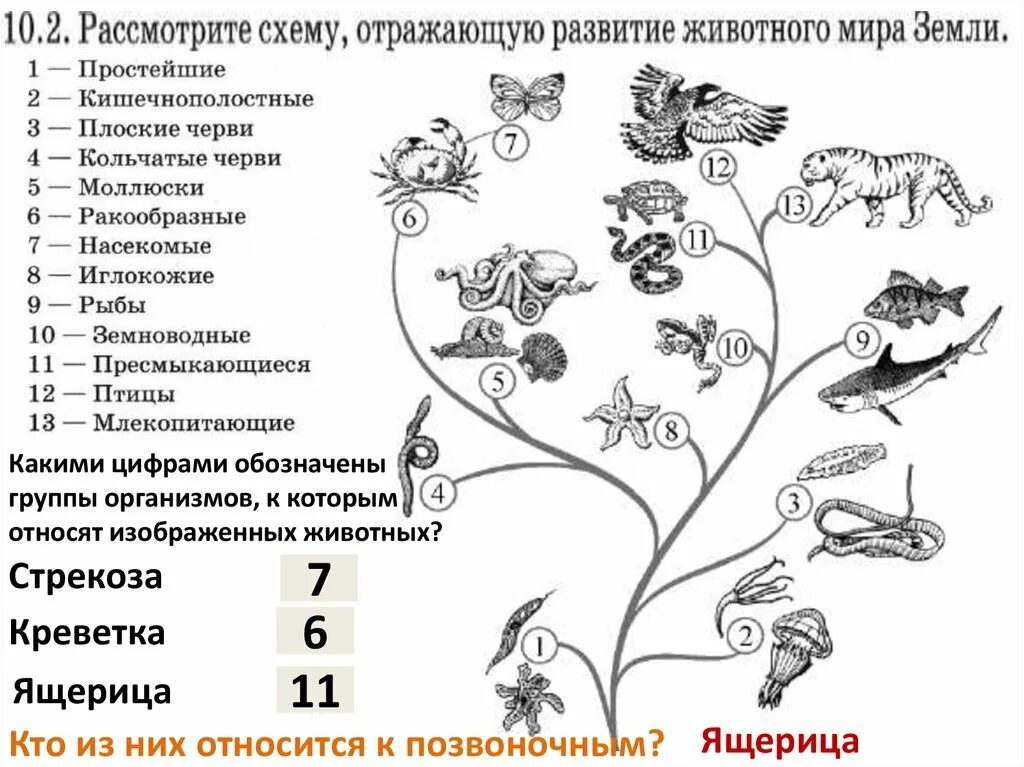 Схема развития животного. Эволюция животных схема. Свойства живых организмов впр