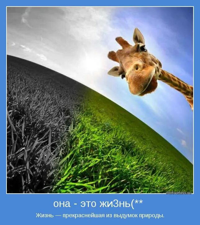 жить жи. сегодня я проснулся жив здоров спасибо тебе господи. цитаты жи есть. мага и овца. живи ярко.
