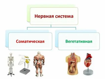 Работу чего регулирует соматическая нервная система