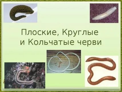 Чем кольчатые черви отличаются от круглых