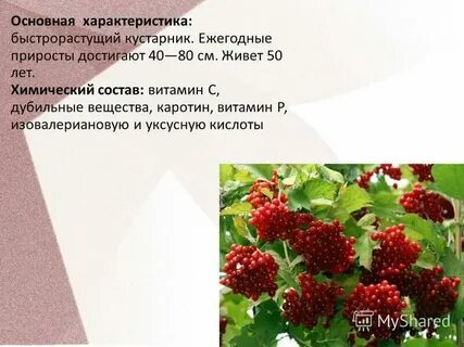 Сколько калины можно съедать
