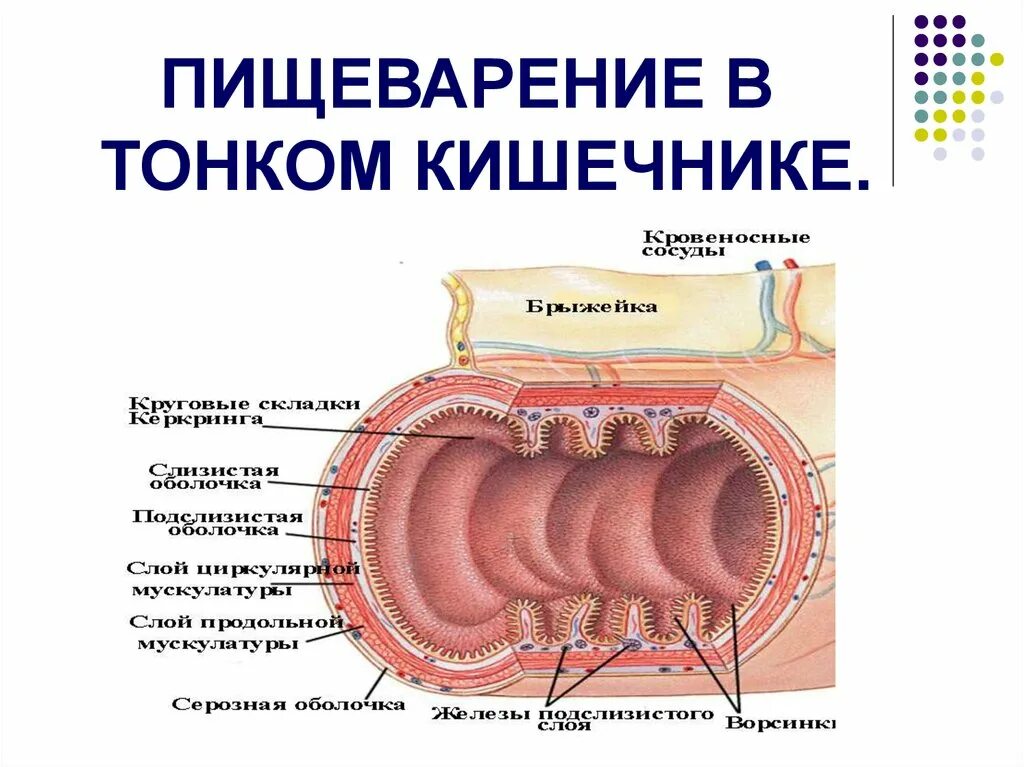 Тонкий кишечник тест. Пищеварительная система физиология тонкий кишечник. Строение стенки тонкого кишечника физиология. Пищеварение в тонкой кишке физиология. Пищеварение в тонком кишечнике схема.