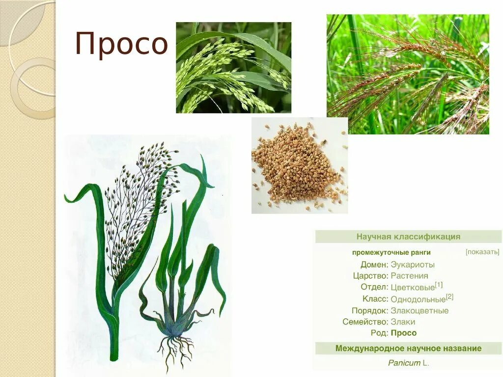 Содержание проса