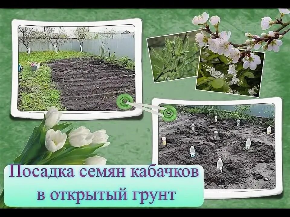 Какие семена посадить в мае. Посев кабачков в открытый грунт семенами в июне. Как сажать кабачки в открытый грунт. Выращивание кабачков из семян. Расположение семян кабачков в лунке.