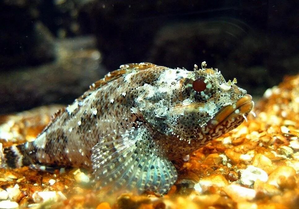 Черноморский морской ерш. Морской ерш скорпена. рыба скорпена черноморская. скорпена рыба черного моря. скорпена черноморская ядовитая.