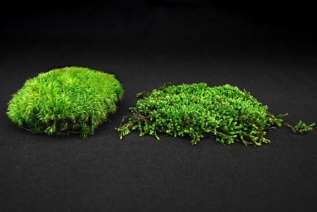 Moss time