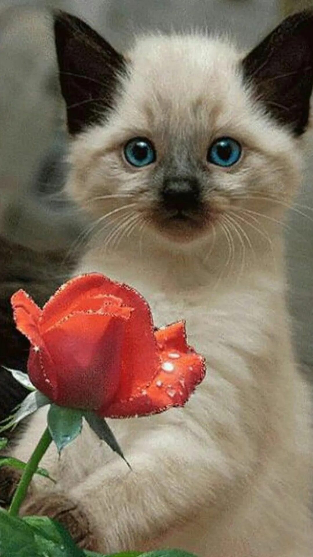 Игрушки santaniel inari foxes. Милые котики. Сладости с мордочками. Милые маршмеллоу. Няшные картинки на рабочий стол.