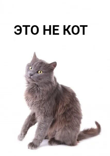 Я кот. Не кот. Не кит а кот. Котик не верит. Кот не не не.