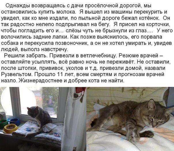 Почему не возвращается кошка