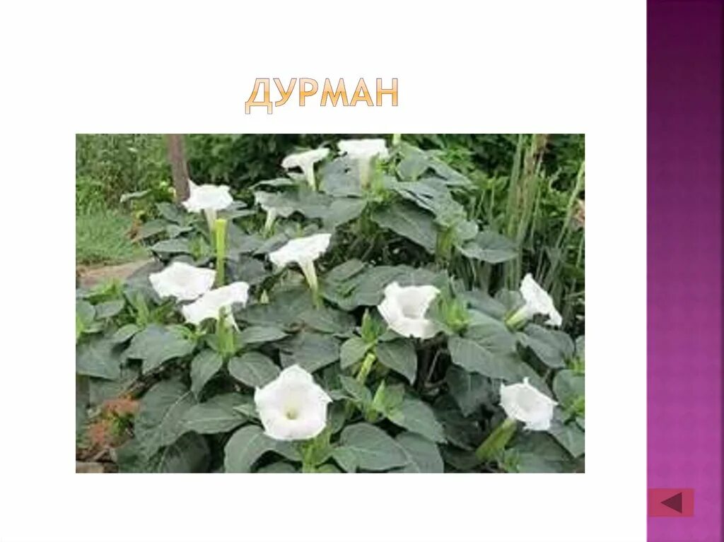 Дурман диман текст. Сорняк дурман. дурман ядовитое растение. дурман обыкновенный сорняк. дурман трава эффект.