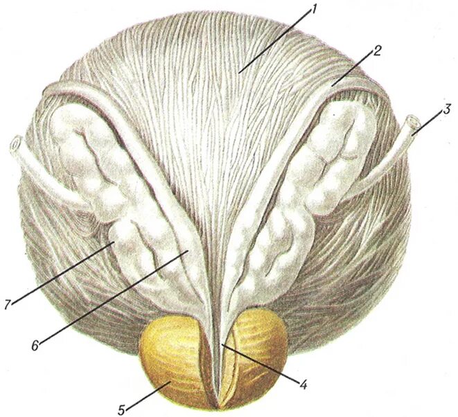Семенные пузырьки топография. Простата семенные пузырьки анатомия. Семенной пузырек строение и топография.
