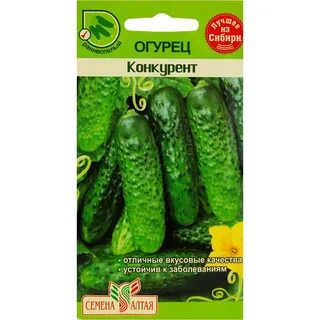Огурец сорта конкурент