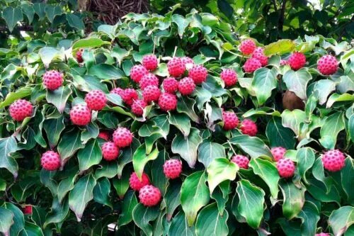 Cornus kousa 'Schmred' PP9283 Wholesale Nursery Supplies & Plant growers in Oreg