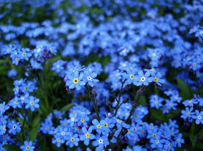 оштрафовали за незабудку. голубые цветы незабудки. оштрафовали за незабудку. незабудка бутон. оштрафовали за незабудку.